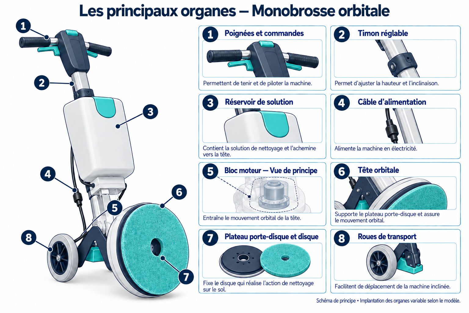 Schéma des principaux organes : Monobrosse orbitale